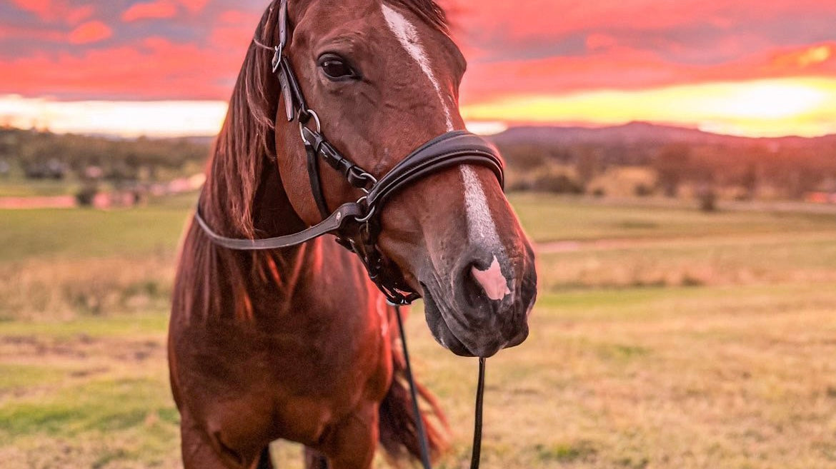 Sidepull vs Hackamore Bridles: What’s the Difference?