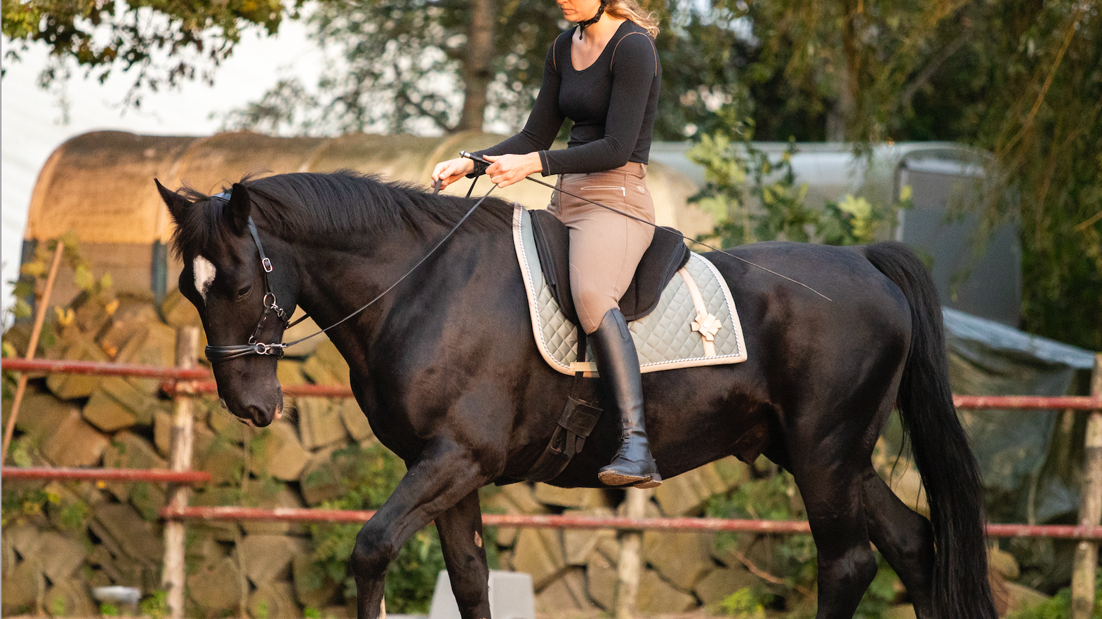Bitless dressage: How does it work?