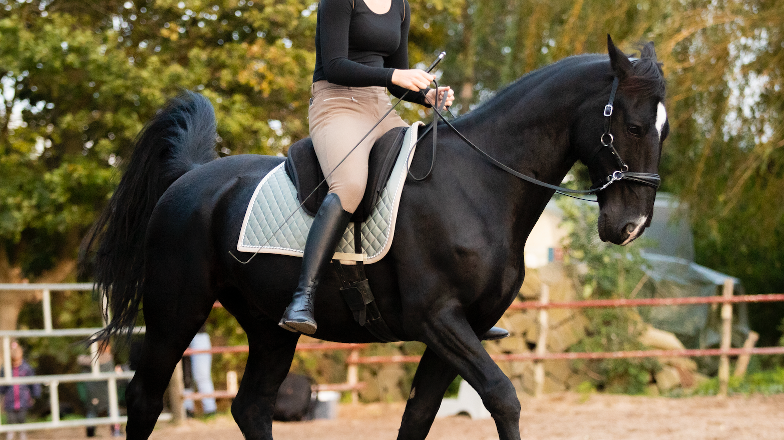 A black horse being ridden in a bareback pad using a bitless sidepull bridle from the brand FR Equestrian