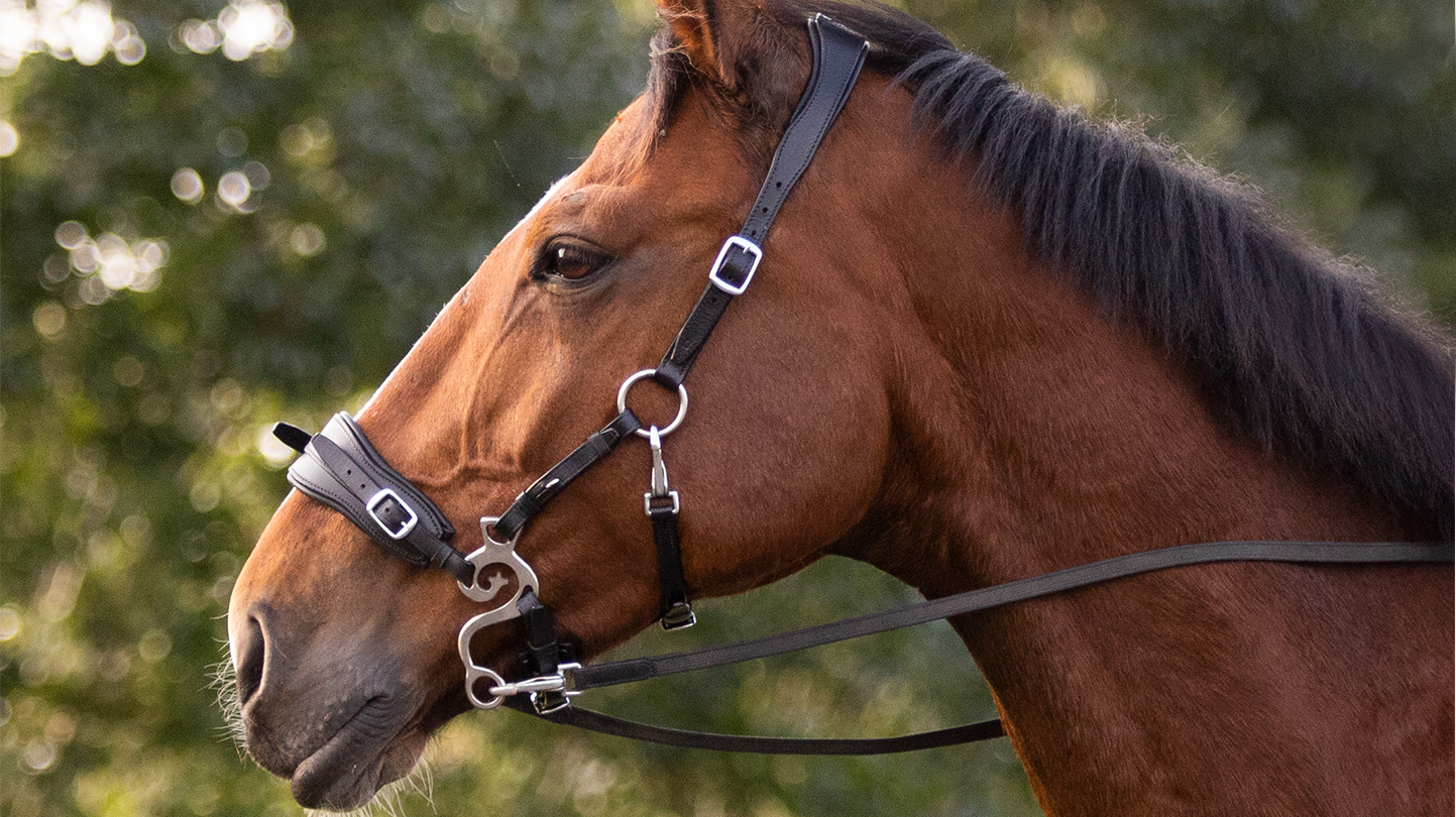 The importance of an anatomical hackamore