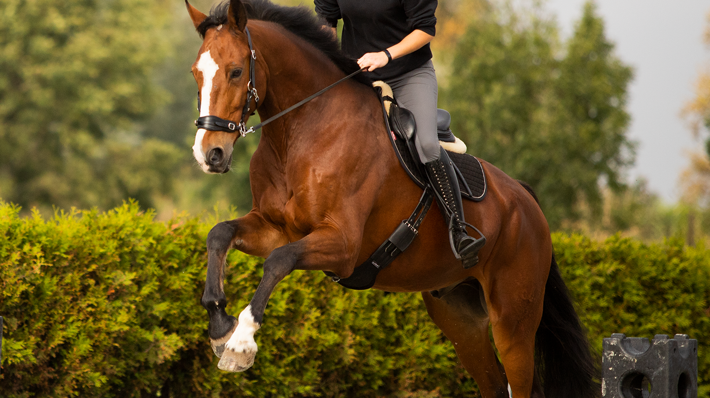 The Advantages of Riding Horses Bitless: Why You Shouldn't Use a Bitted Bridle