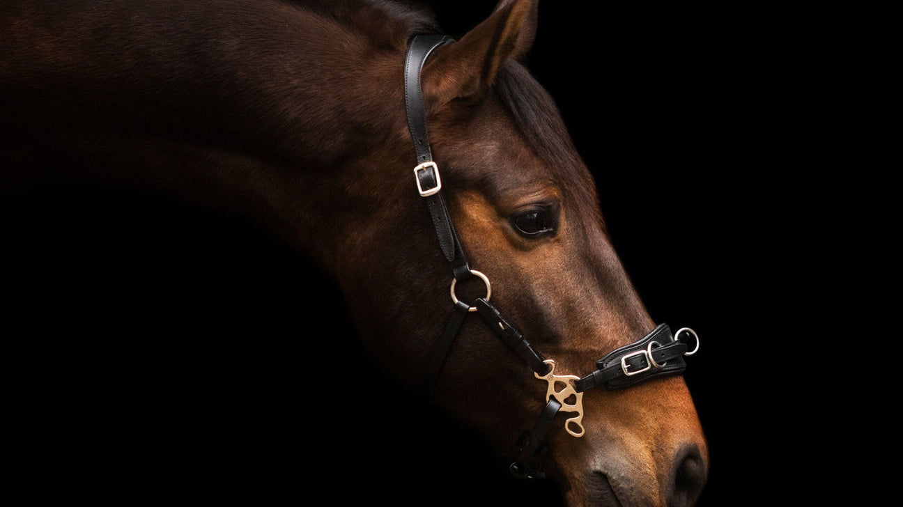 How to Clean and Take Care of Your Leather Tack