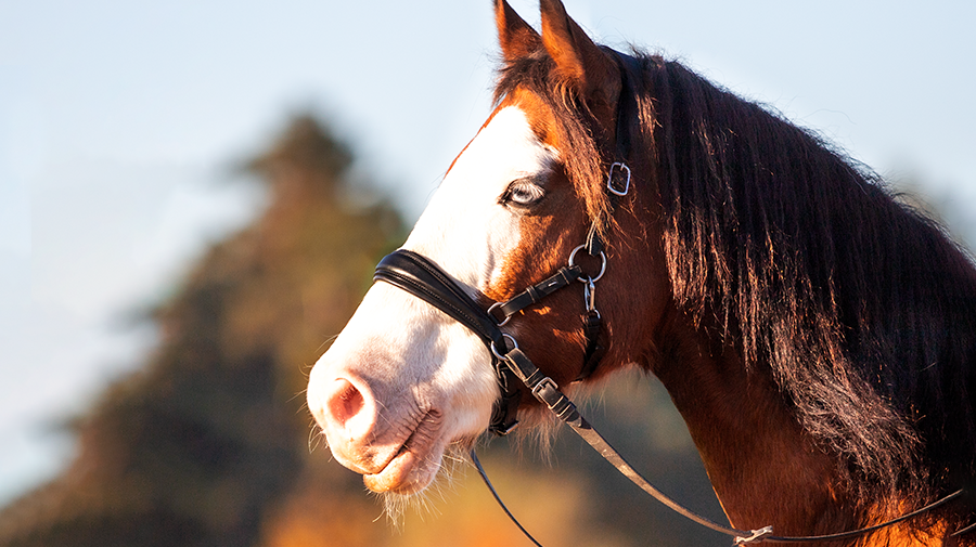 cose-up of a brown horse with big white stripe across the face standing in the sunlight the horse has a blue moon eye and is wearing a bitless Pablo sidepull bridle from FR Equestrian