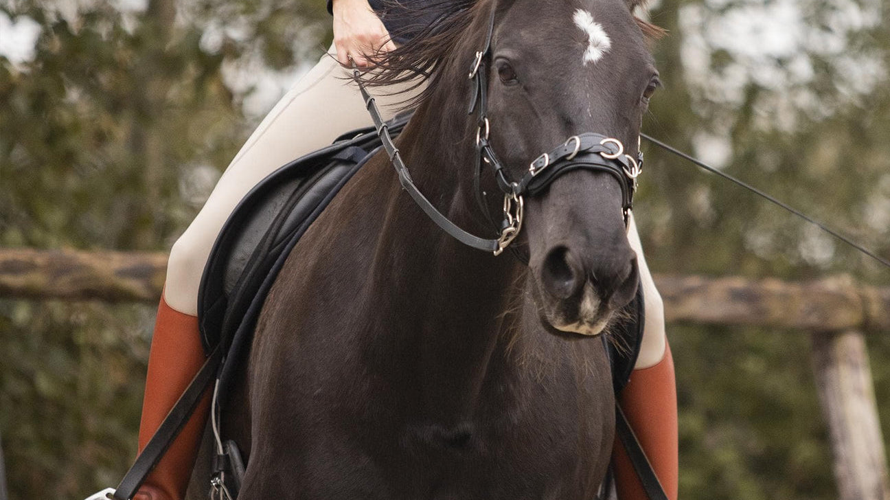 Hackamore vs Cavemore: What’s the Difference?
