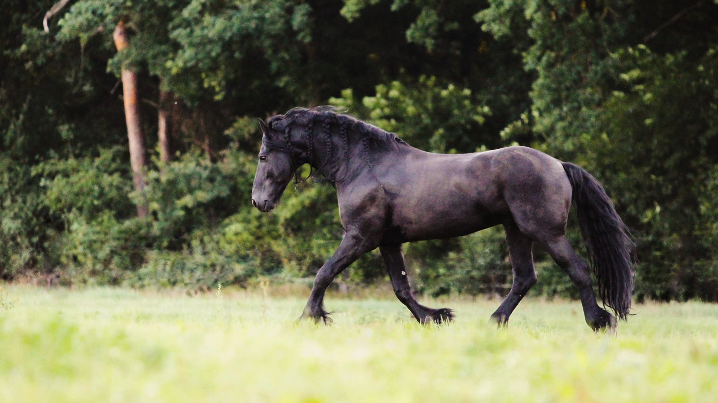 How to start liberty work with your horse