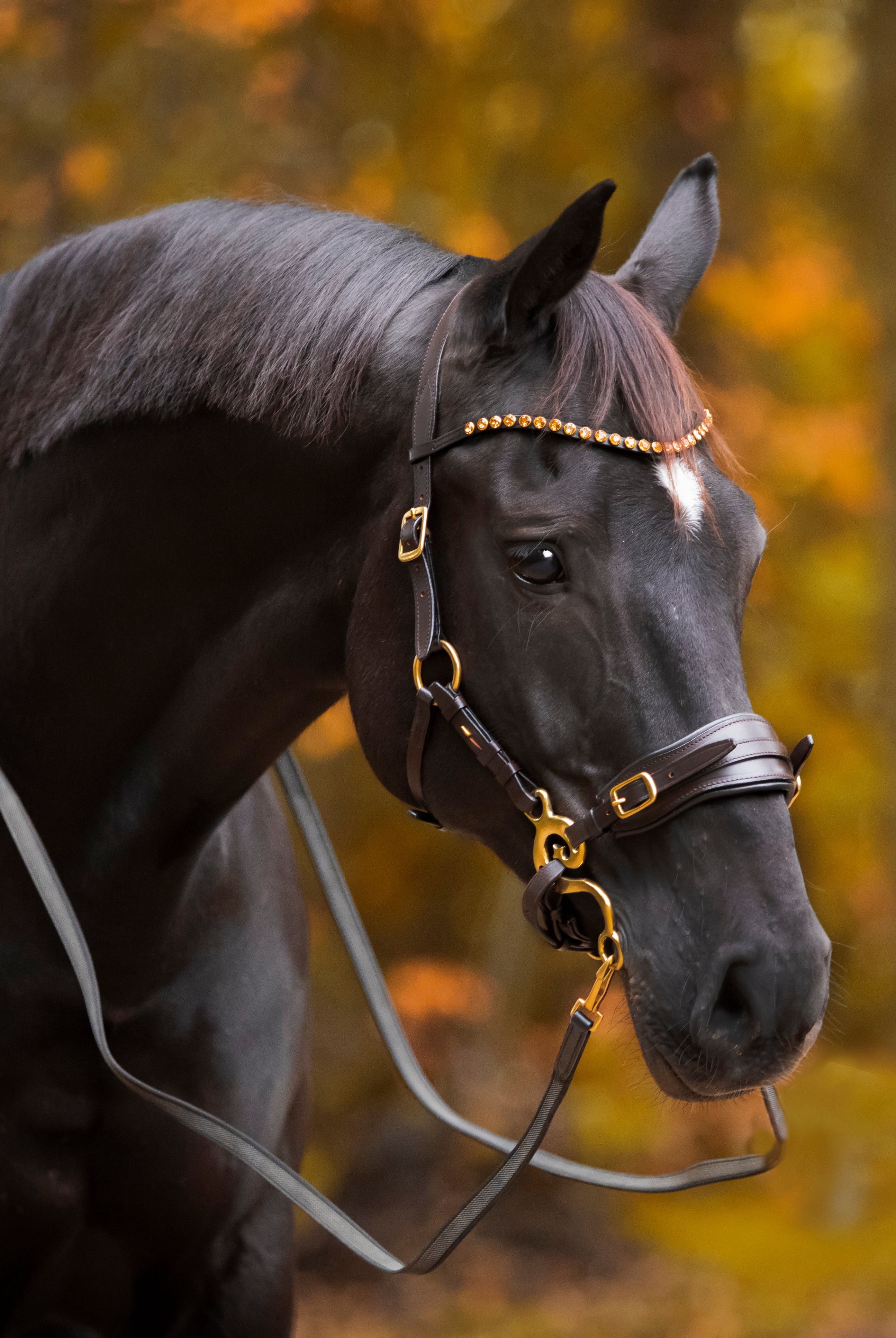 Anatomical Hackamore's