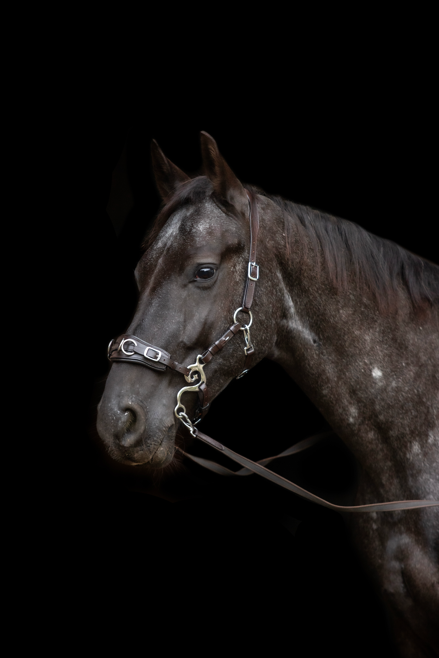 Appaloosa horse waring a bitless brown kyra cave more bridle