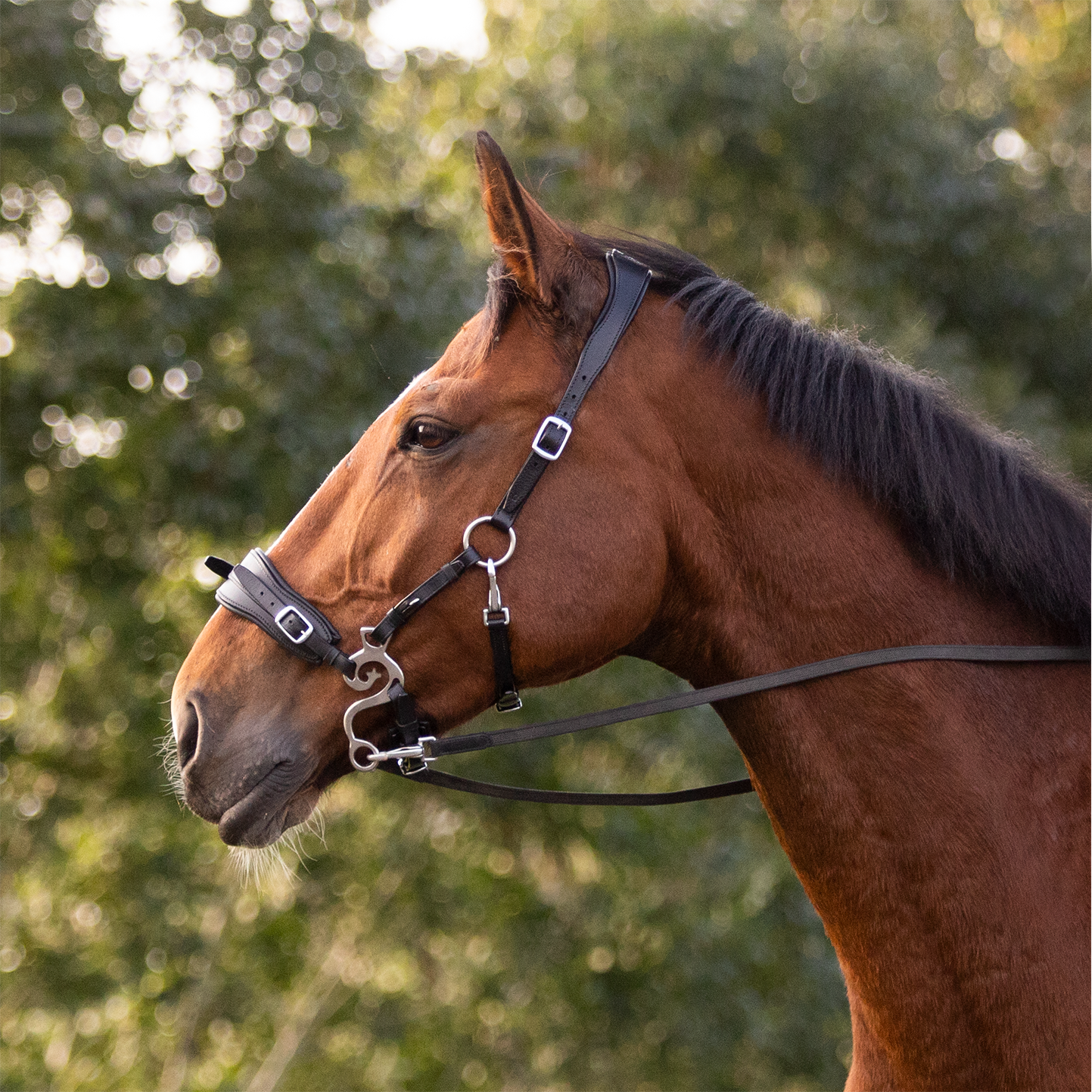 The importance of an anatomical hackamore