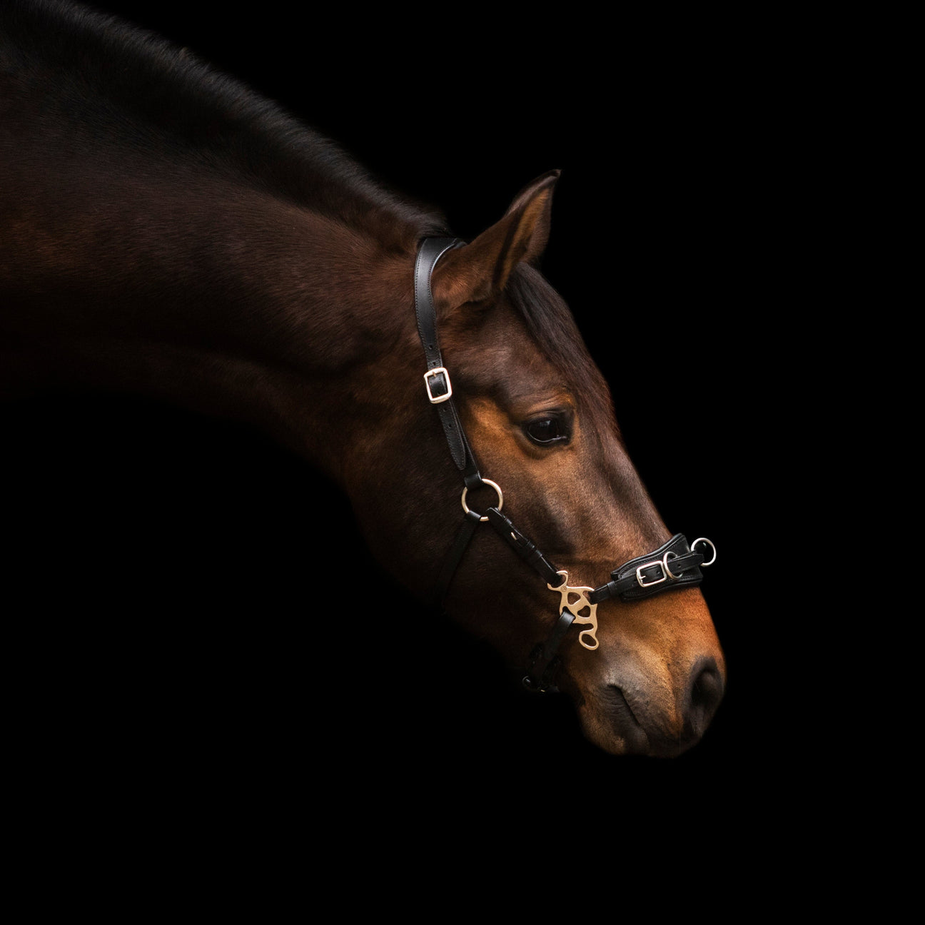 How to Clean and Take Care of Your Leather Tack