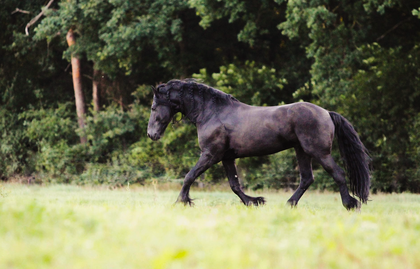 How to start liberty work with your horse