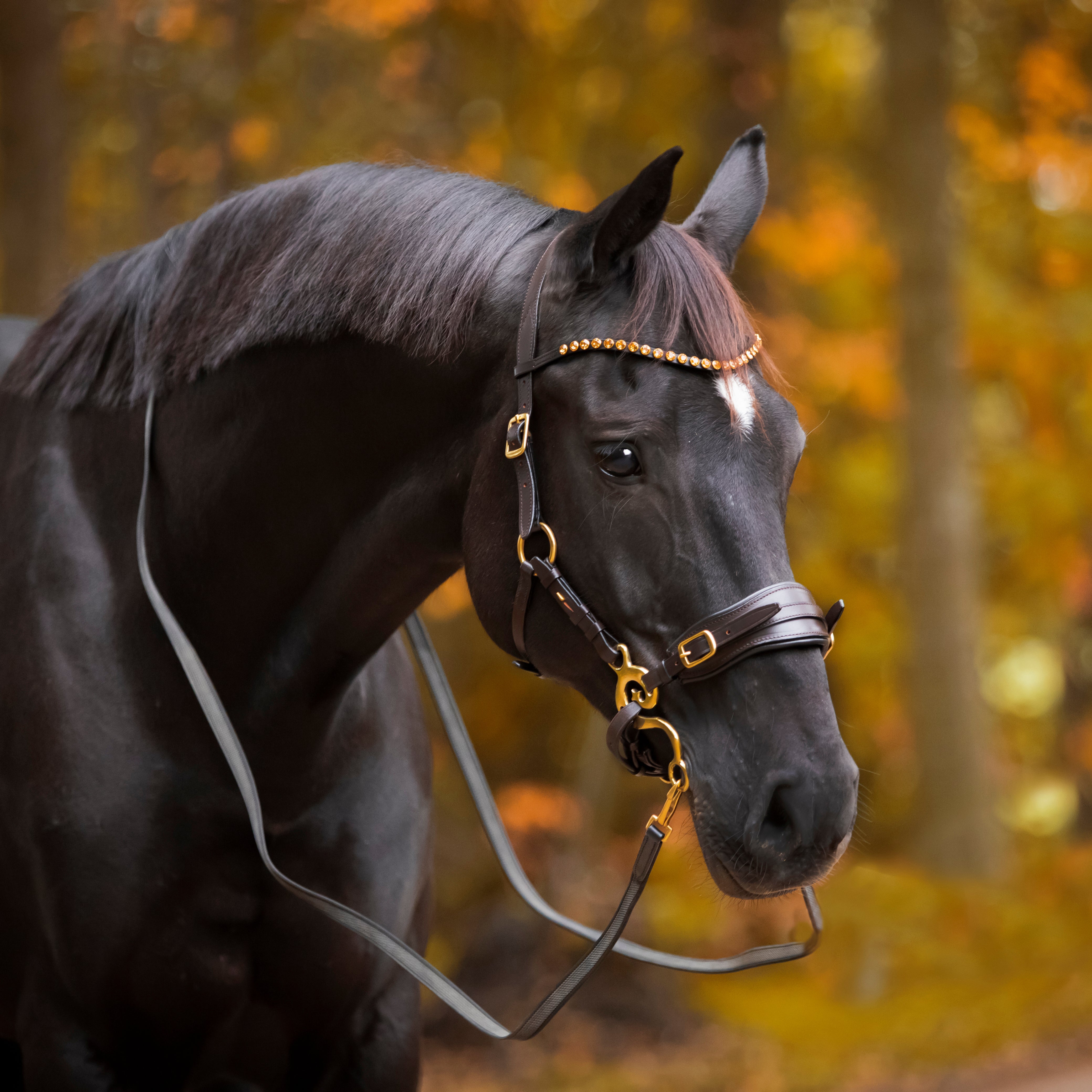 Anatomical Hackamore's