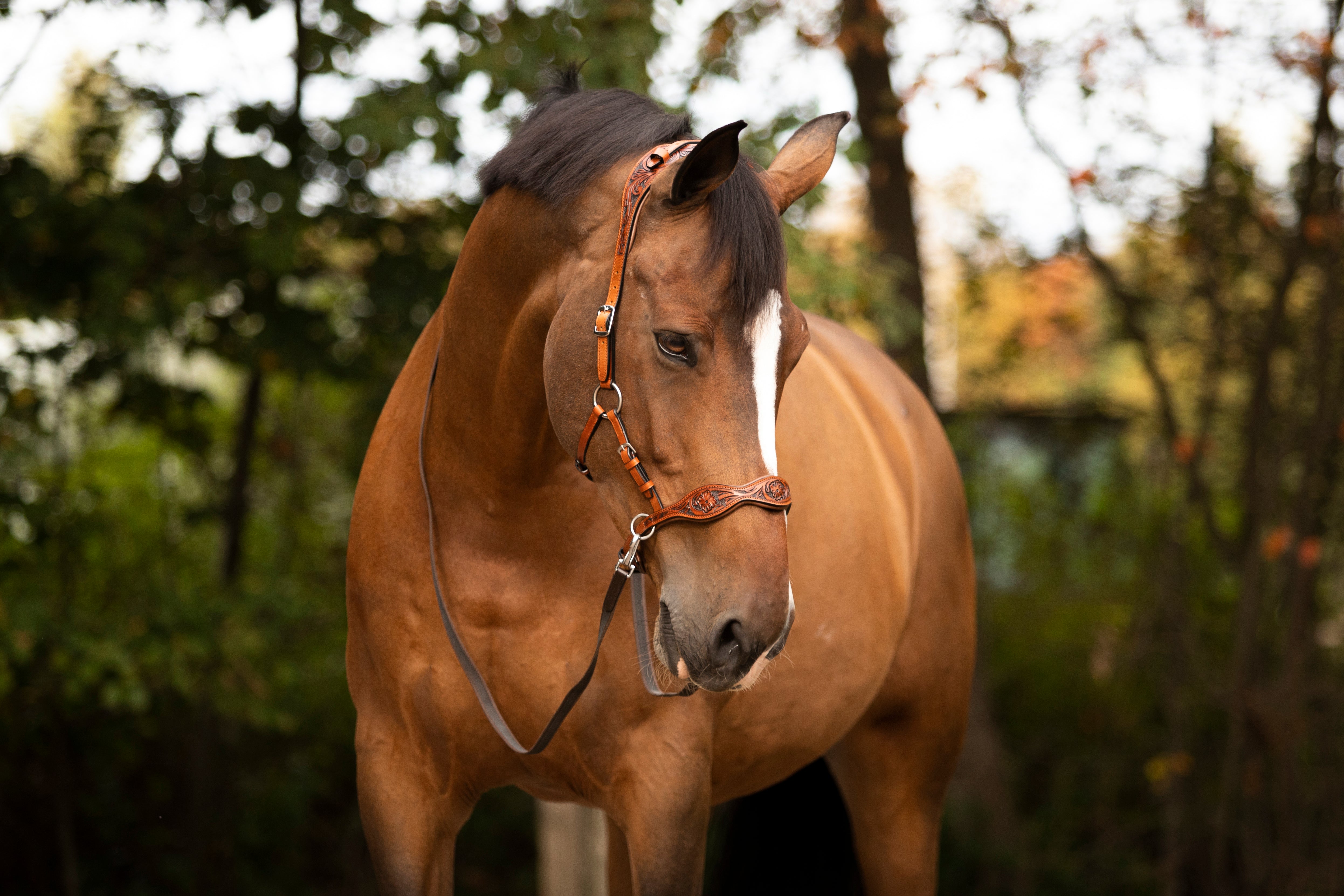 Anatomical western bitless bridle in the colour cognac. sidepull model